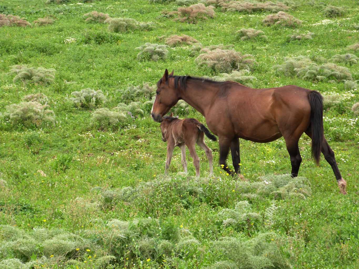 Animali al pascolo